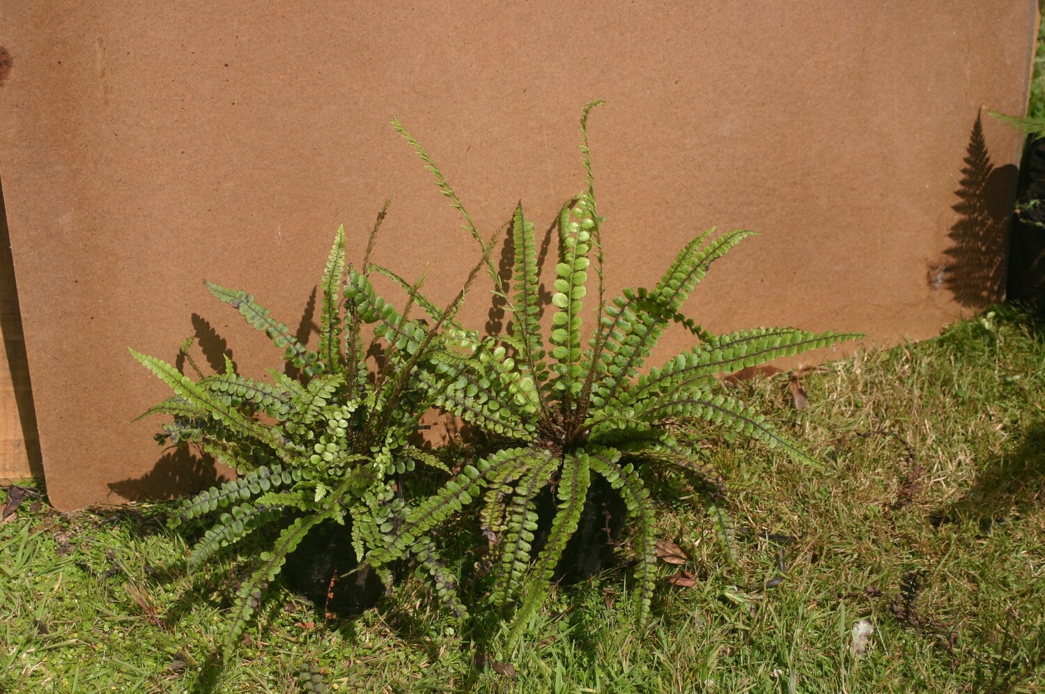 2 Button Ferns
