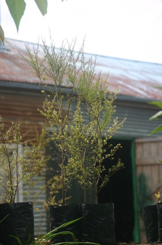 Manuka Large Landscape Grade