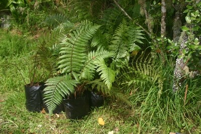 6 Assorted Ferns and Pongas