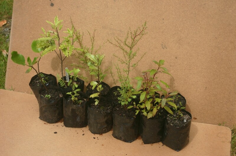 Six mixed native trees