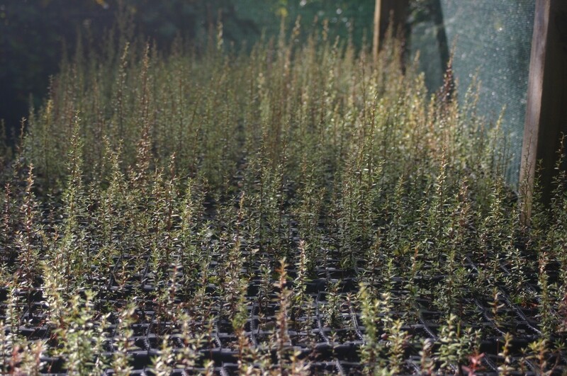 1000 Manuka Plants