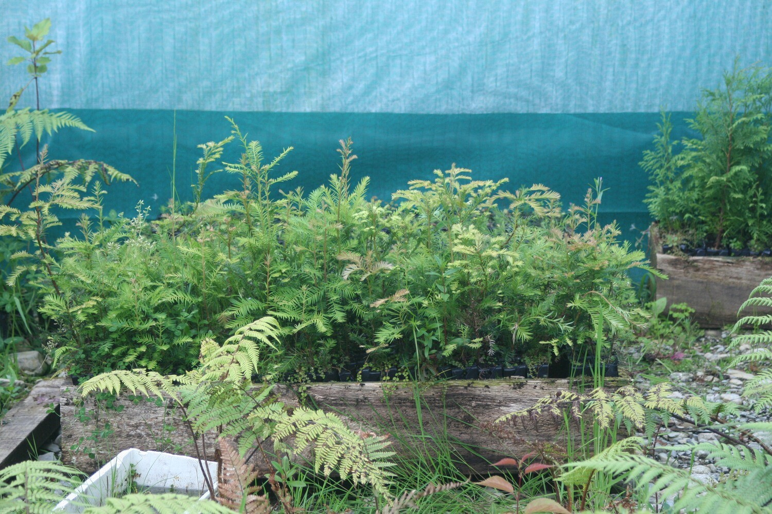 400 Redwood trees