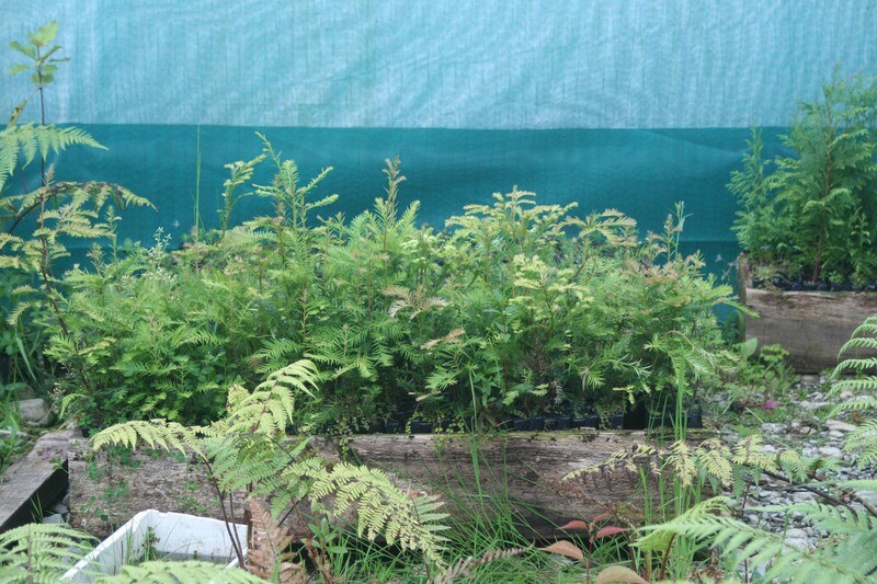 400 Redwood trees