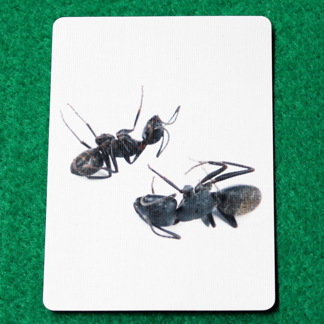 You Want To See A Picture Of 2 My Dead Ants? - Custom Printed Bicycle Gaff Playing Card