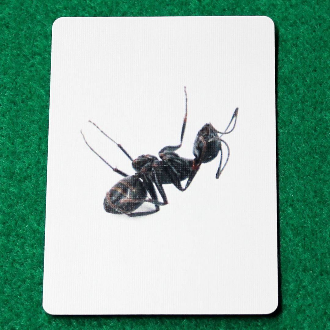You Want To See A Picture Of My Dead Ant? - Custom Printed Bicycle Gaff Playing Card