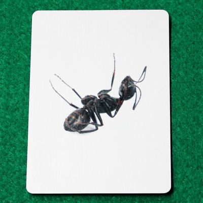 You Want To See A Picture Of My Dead Ant? - Custom Printed Bicycle Gaff Playing Card