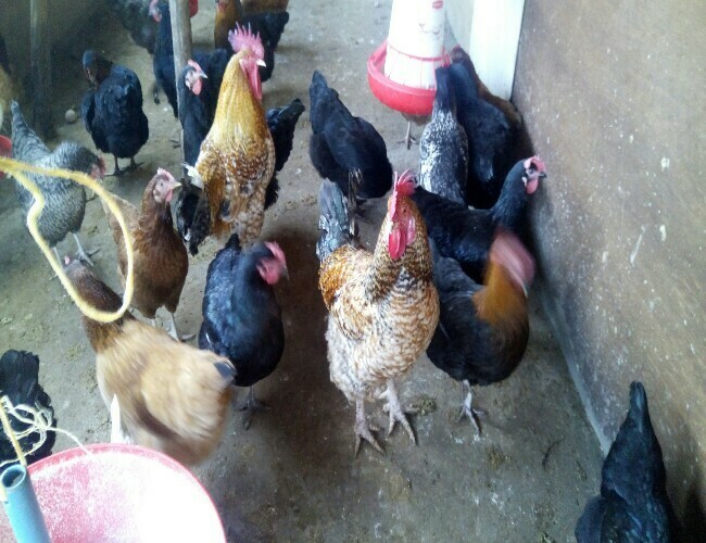 Kenbro Adweek Chicks