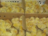 HY-LINE ROOSTER (JOGOO) CHICKS