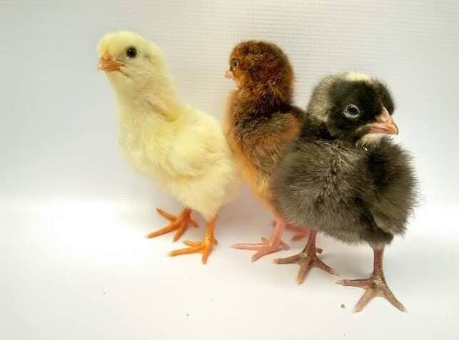 KUROILER DAY OLD - 6 WEEKS CHICKS