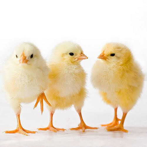 COBB 500 BROILERS