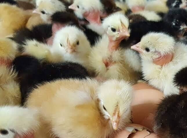 SASSO DAY OLD - 6 WEEKS CHICKS