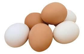FERTILIZED INCUBATION EGGS