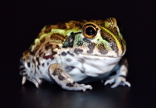 Giant African Bullfrog (Pyxicephalus adspersus)