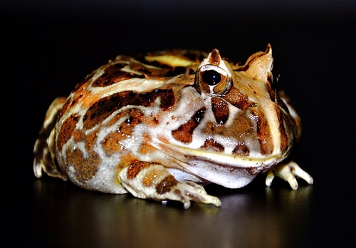 Brazilian Horned Frog (Ceratophrys aurita)