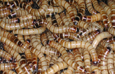 Superworm (Zophobas morio)