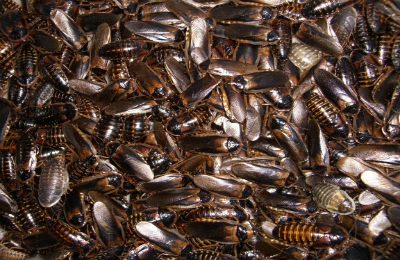 Guyana Orange Spotted Cockroach (Blaptica dubia)