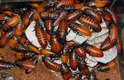 Madagascar Hissing Cockroach (Gromphadorhina portentosa)
