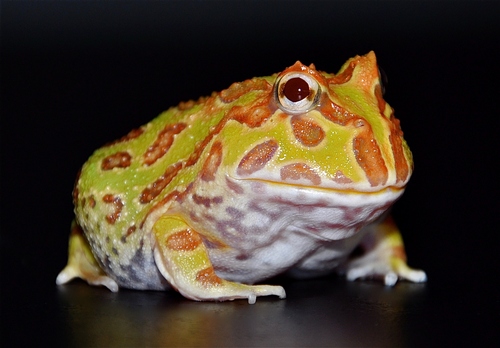 Argentine Horned Frog (Ceratophrys cranwelli) - Albino