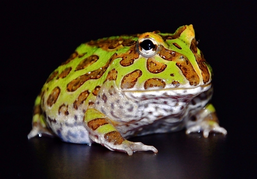 Argentine Horned Frog (Ceratophrys cranwelli) - Green