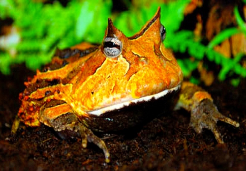Surinam Horned Frog (Ceratophrys cornuta)