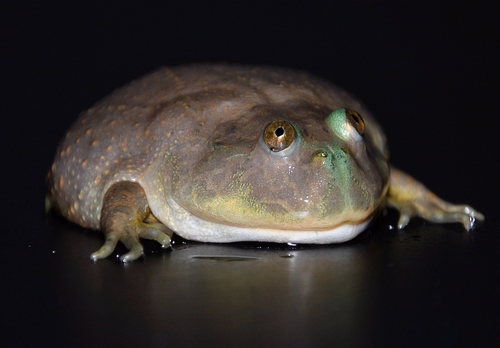 Budgett&#39;s Frog (Lepidobatrachus laevis)