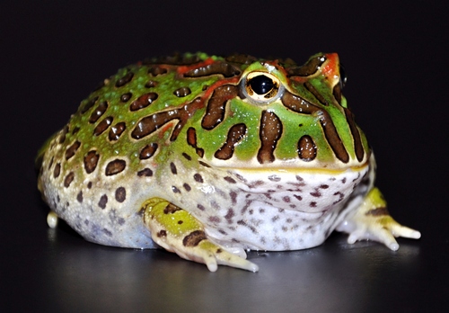 Ornate Horned Frog (Ceratophrys ornata)