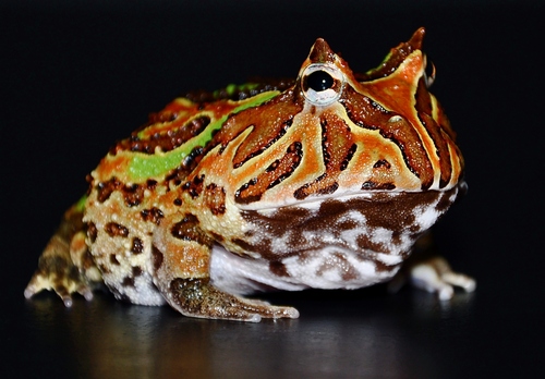 Fantasy Frog (C. cranwelli x C. cornuta)