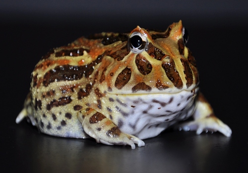 Argentine Horned Frog (Ceratophrys cranwelli) - Brown