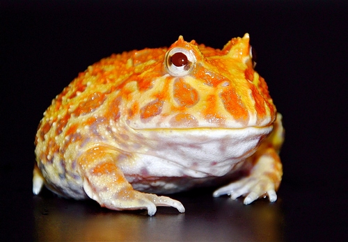 Argentine Horned Frog (Ceratophrys cranwelli) - Apricot Albino