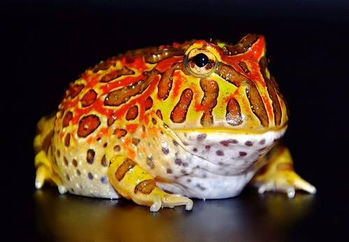 Ornate Horned Frog (Ceratophrys ornata) - Hi Red