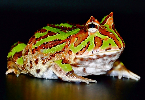 Fantasy Frog (C. cranwelli x C. cornuta) - Green