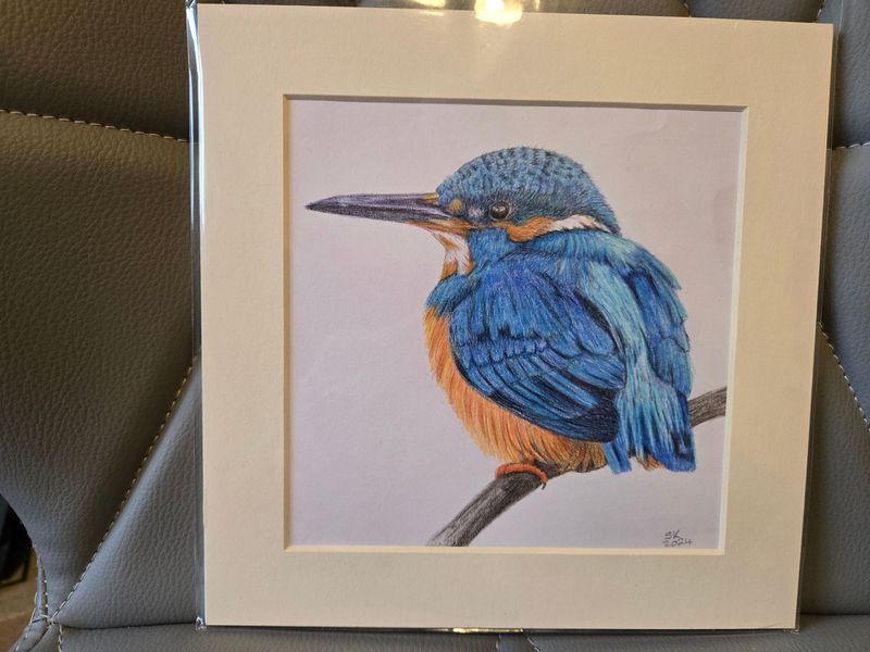 Kingfisher - Original Pencil Drawing in Cream Mount - 8" x 8" approx