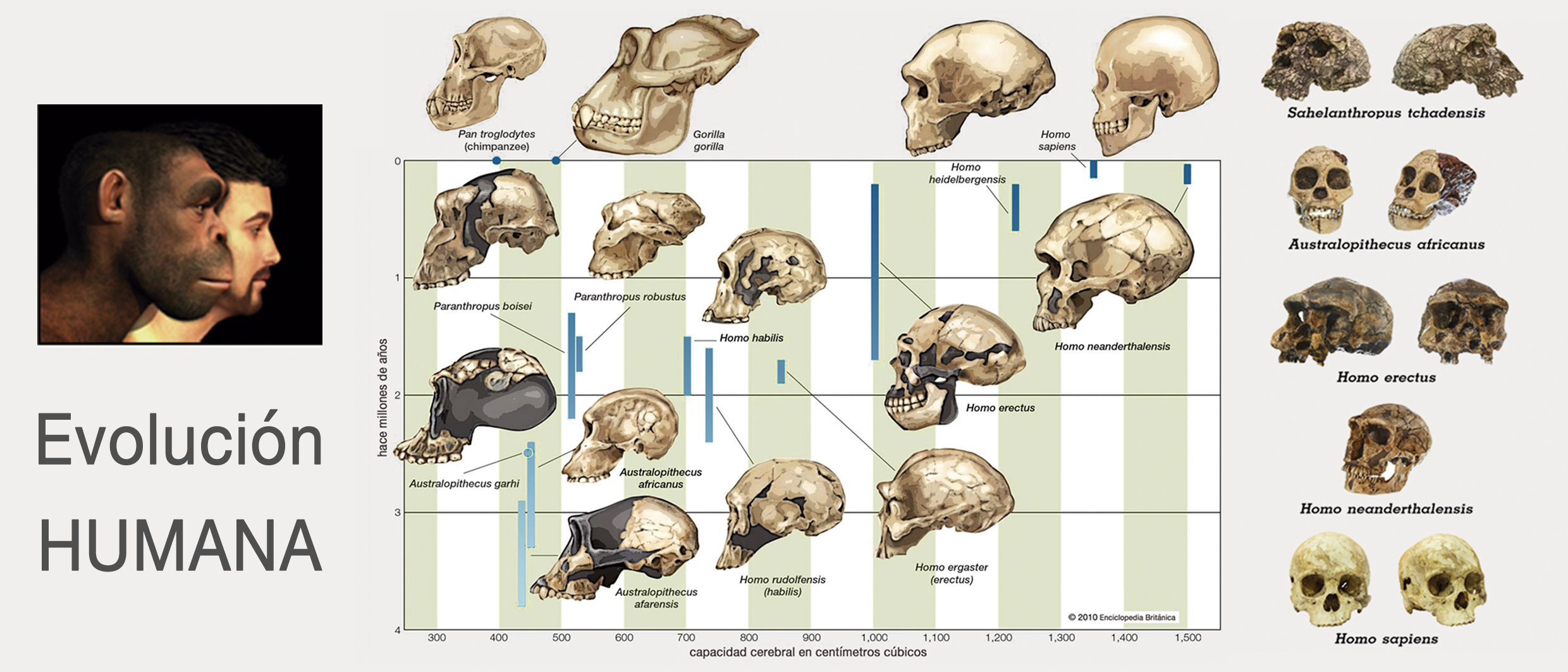Evolución Humana -  Taza Impresa 