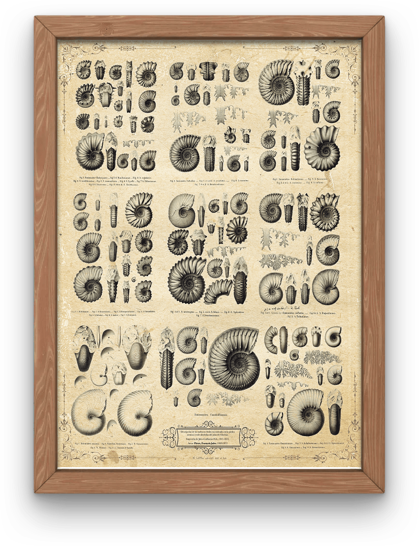 Ammonites (Compilación de Láminas)