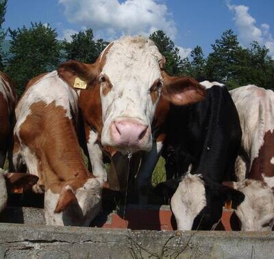 Angolo di Paradiso: A visit to the Dairy Farm