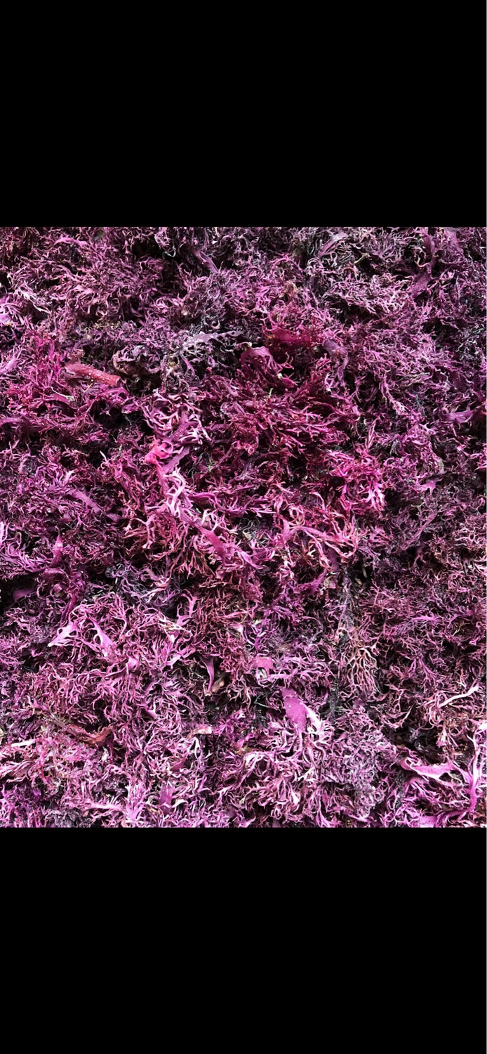 5 Pound Bag Purple Sea Moss