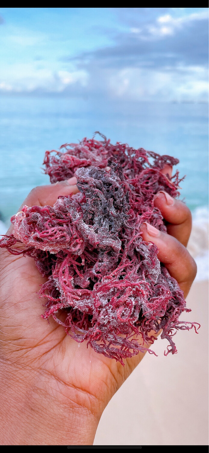 2 Ounce Bag Purple Sea Moss