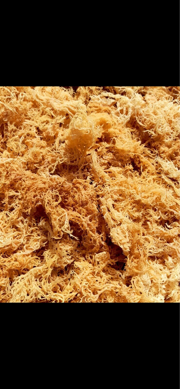 5 Pounds Gold Raw/ Dry Sea Moss