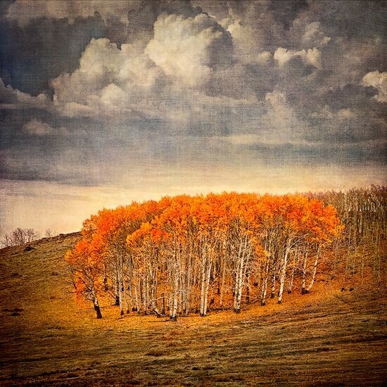 Autumn Essence