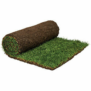 Turf Roll Turf Roll