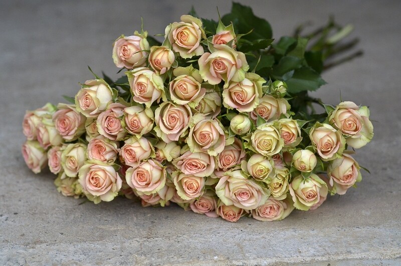 Brassée de Roses branchues - Couleur variable selon les semaines