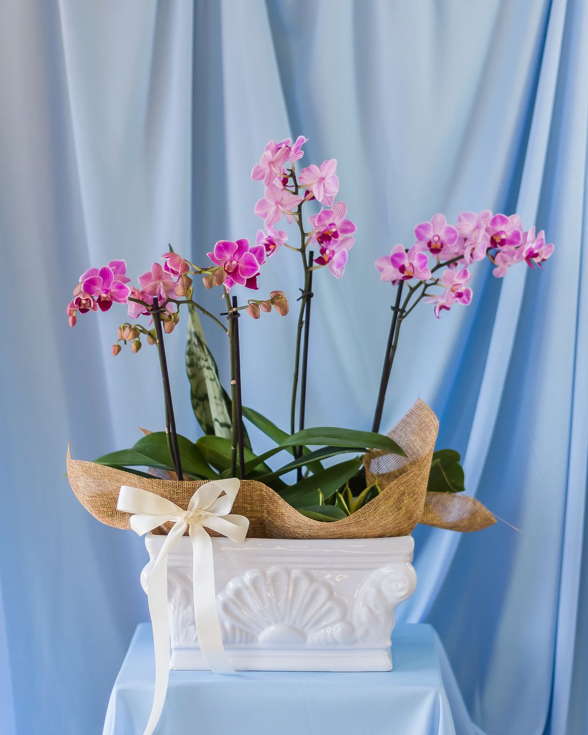 Composición de orquídeas