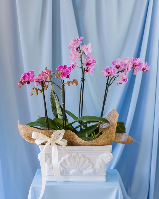Composición de orquídeas