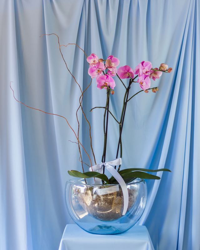 Base orquídea