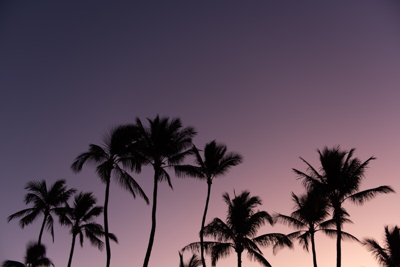 Purple Palms