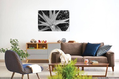 Premium Luster Prints