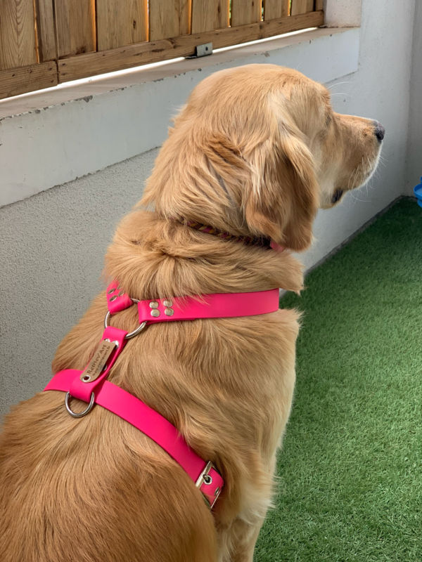 Harnais modèle July