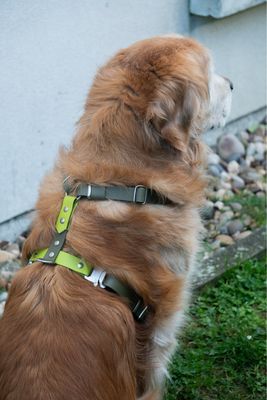 Harnais modèle June