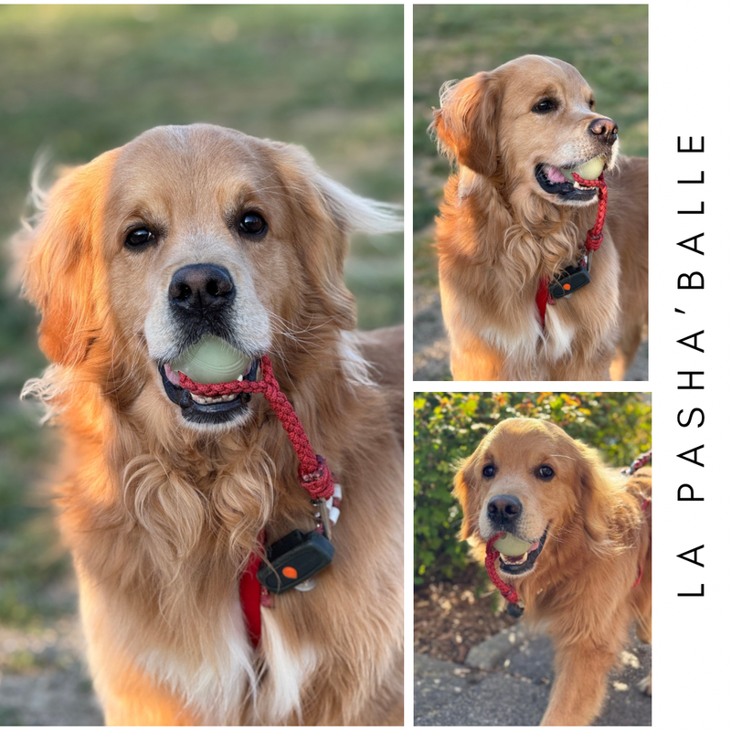 La Pasha’balle (grand chien uniquement)