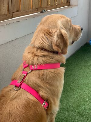 Harnais modèle July